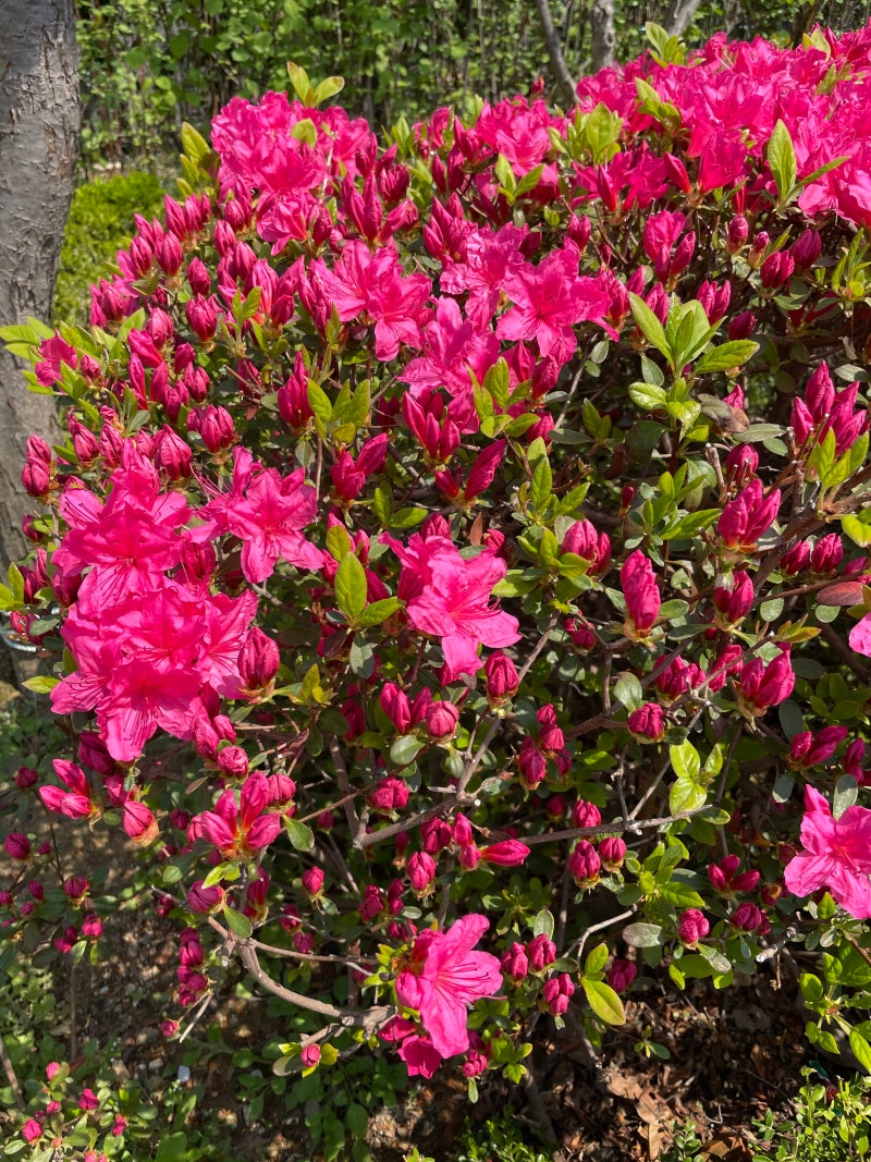 오늘 마켓상승률 TOP: 비트코인 에스브이 (SV) 전망 : 네이버 블로그