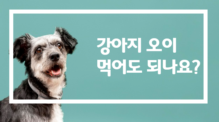  강아지 오이 먹어도 되나요? 급여 주의사항