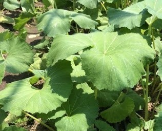  머위 데치기, 효능, 먹는방법 알아 보아요