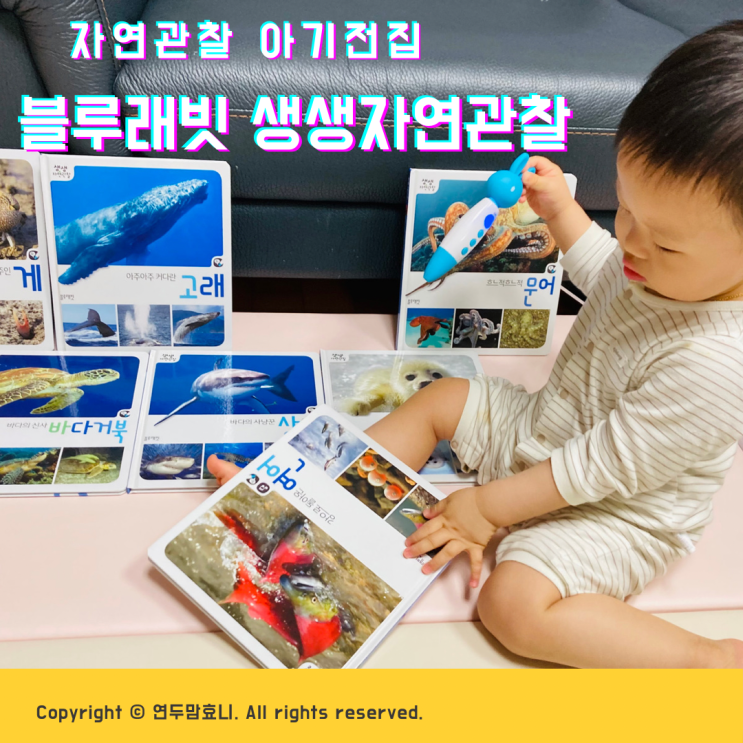 유아자연관찰 아기전집 생생자연관찰 추천 유아자연관찰 아기전집 생생자연관찰 추천