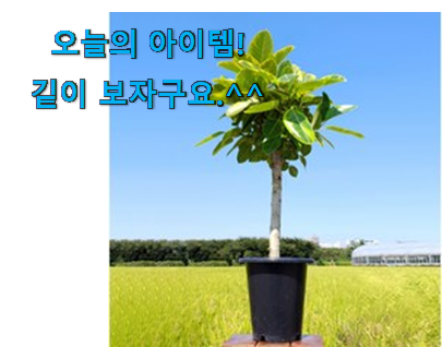 유행예감 뱅갈 고무나무 대형 꿀템 갖고싶네요. 유행예감 뱅갈 고무나무 대형 꿀템 갖고싶네요.