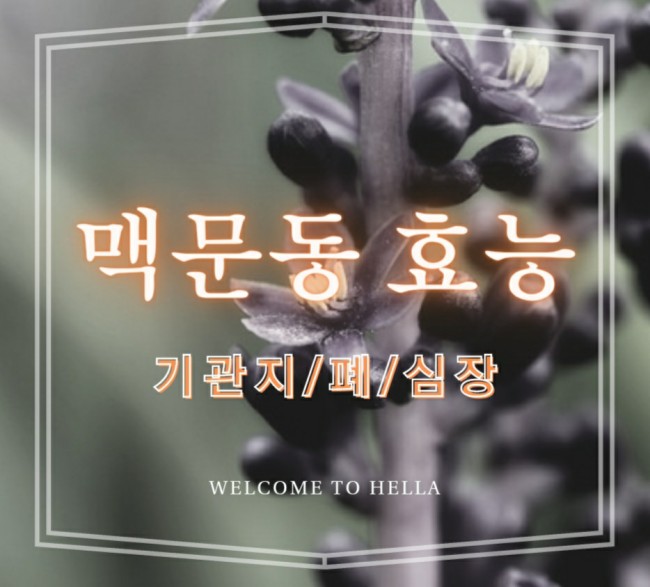  맥문동차는 기관지에 아주 좋아요! [잔기침/폐기능/당뇨/간건강/치매/심장강화]