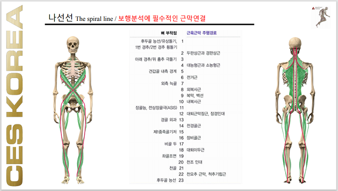 [염리동 헬스장] 근막경선해부학 나선선.../마포 공덕동 아현동 애오개 헬스 피티 관장형 헬스 : 네이버 블로그