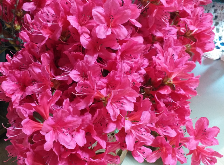  영산홍 화분과 수국(조화)