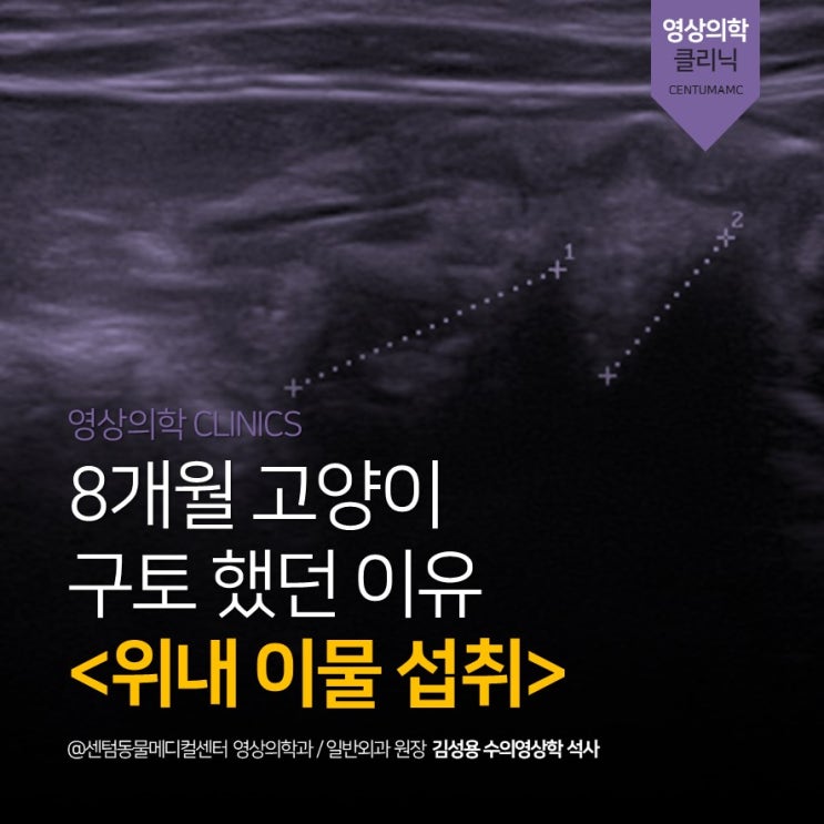  [부산영상의학과동물병원] 8개월 고양이가 구토했어요! <위내 이물 섭취> (센텀동물메디컬센터, 내시경전문, 진단전문)