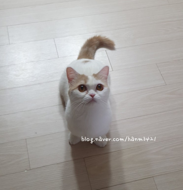 고양이 입양준비 - 펫프렌즈 제품추천, 이용후기