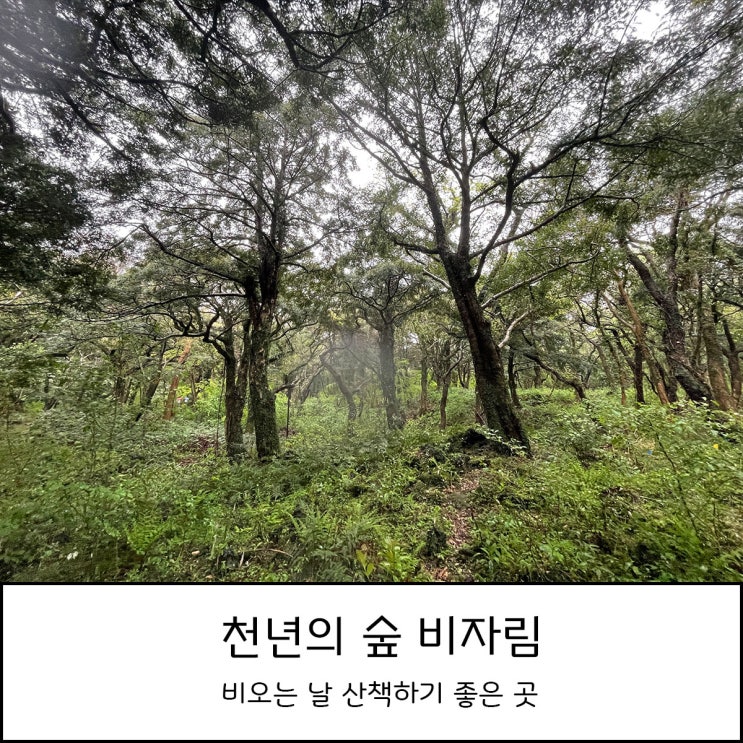  비자림 _비가 오면 더 좋은 아이와 함께 제주 가볼 만한 곳
