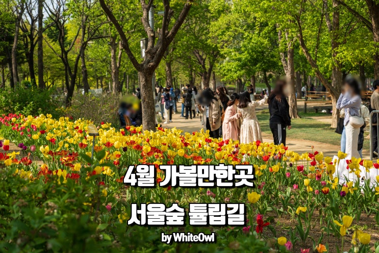  4월 가볼만한 곳 서울숲 튤립 개화 시기보고 꽃길 걷기