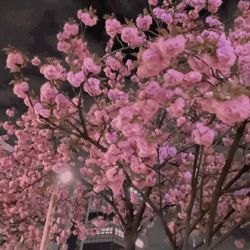 핑크빛 서울 겹벚꽃 명소와 개화시기는?