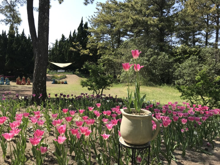  [제주시여행] 싱그러운 꽃과 식물들 가득, 신기한 동물들도 볼 수 있는 볼거리 즐길거리 가득한 트로피칼 한림공원 - 제주시 한림공원