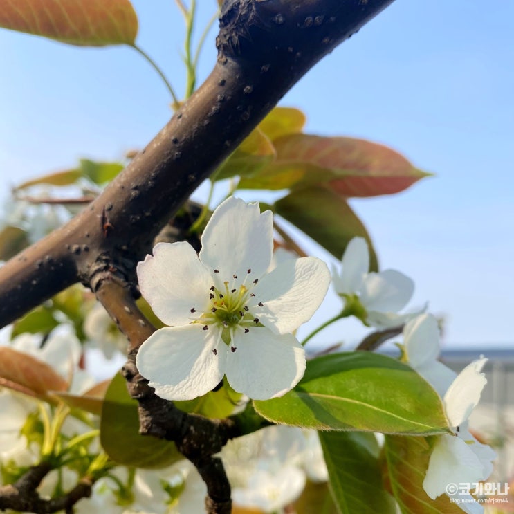 천안 갈만한곳, 4월 드라이브코스 성환 배꽃마을