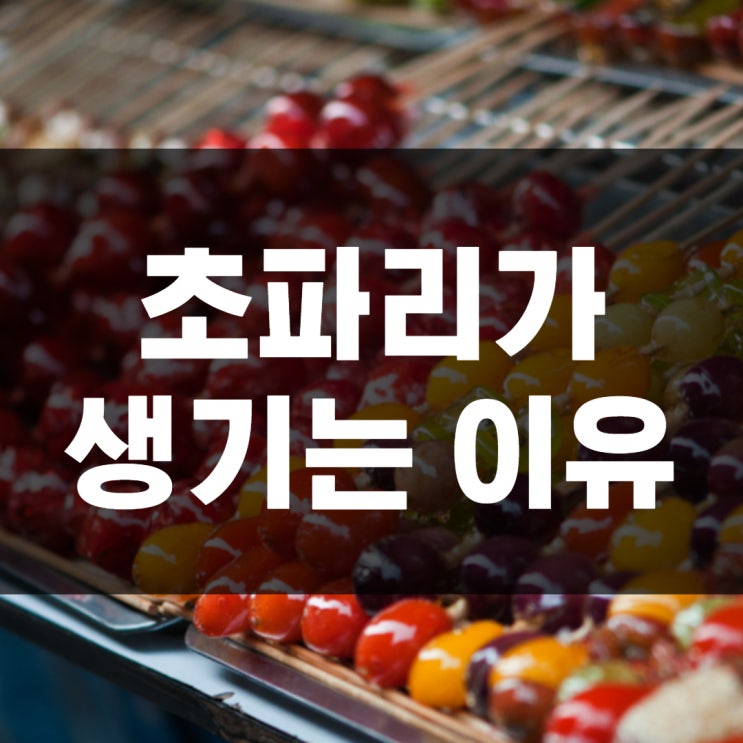  초파리 생기는 이유 제거하고 싶다면