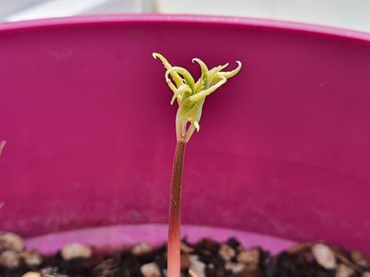  집에서도 새싹인삼을 키울 수 있나요? (from 삼남자 인삼농장 님) How to Grow Ginseng at Home