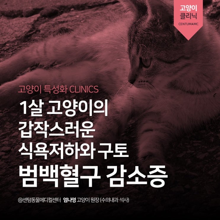 [부산고양이병원] 1살 고양이 &lt;범백혈구 감소증&gt; (범백, 파보치료 동물병원, 센텀동물메디컬센터)