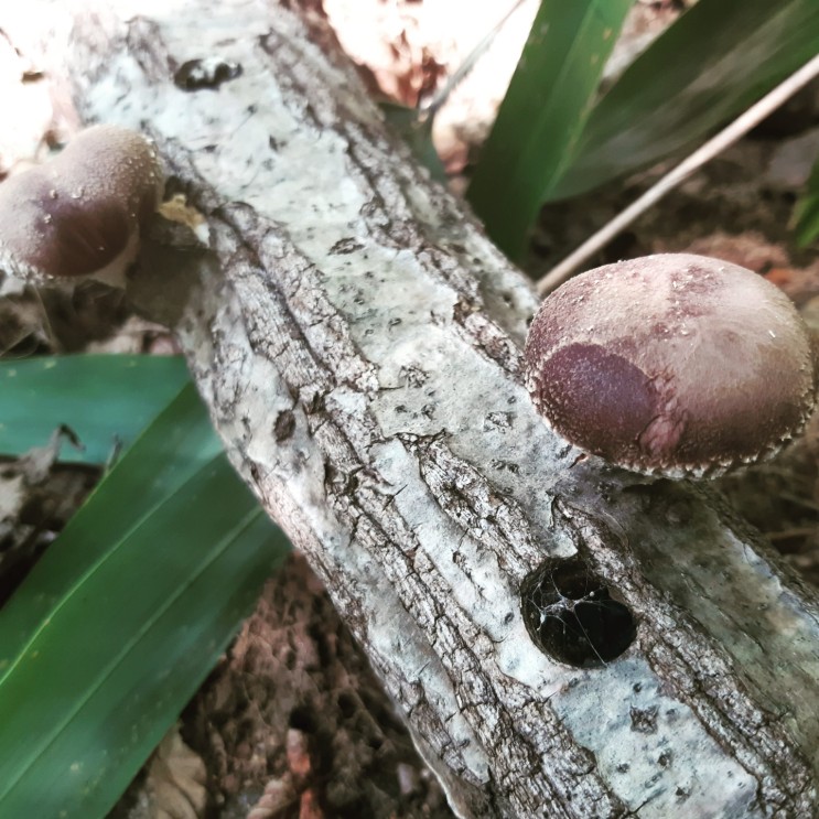 몇년전 종균심은 나무에서 표고버섯이 머리를 내민다.
