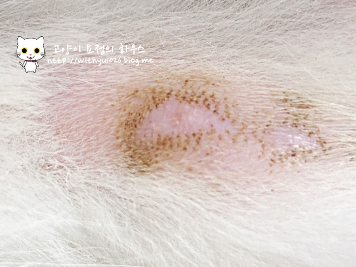  고양이 꼬리에 생긴 피지낭종 이야기 그 후