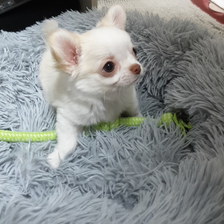  모모 동생 무무가 생긴날 - 장모치와와 형제