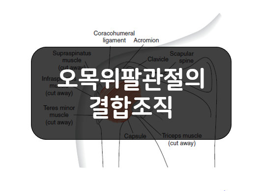 오목위팔관절(GH joint) 주위 결합조직 1부 - 관절주머니(Joint Capsule)