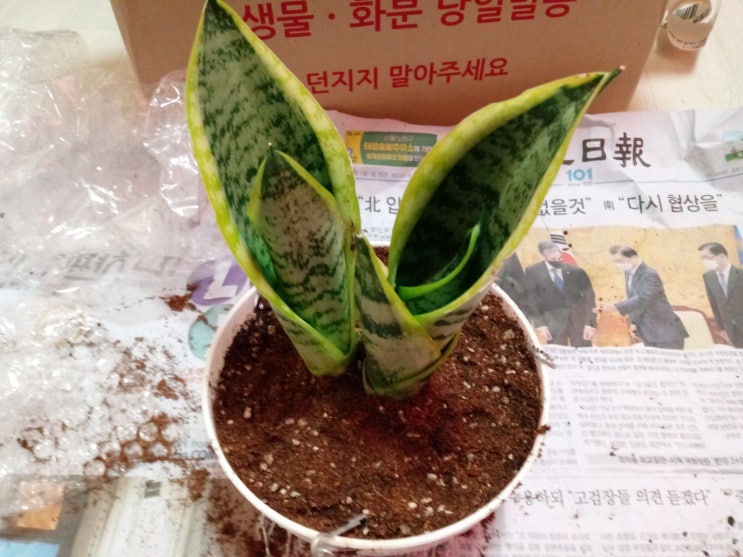  [실내공기정화] 산세베리아 -음지식물?