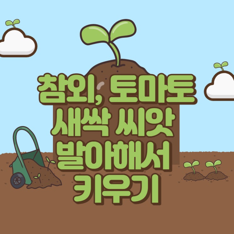  참외, 토마토 새싹 씨앗 발아해서 키우기
