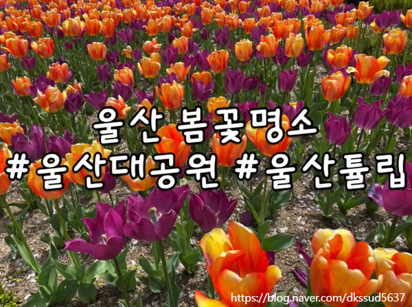  울산가볼만한곳 :: 울산여행 봄꽃구경은 울산대공원 튤립() (+대중교통,주차,자전거대여)