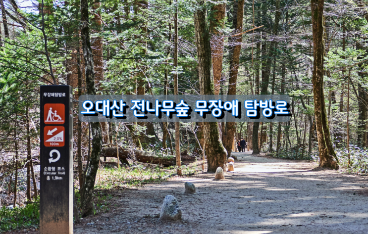 장애인과 함께 걷기 좋은길, 오대산 전나무숲 무장애 탐방로 장애인과 함께 걷기 좋은길, 오대산 전나무숲 무장애 탐방로