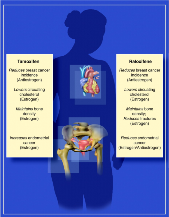  완경 여성의 골다공증 치료제, 라록시펜(raloxifene)/에비스타,라본디