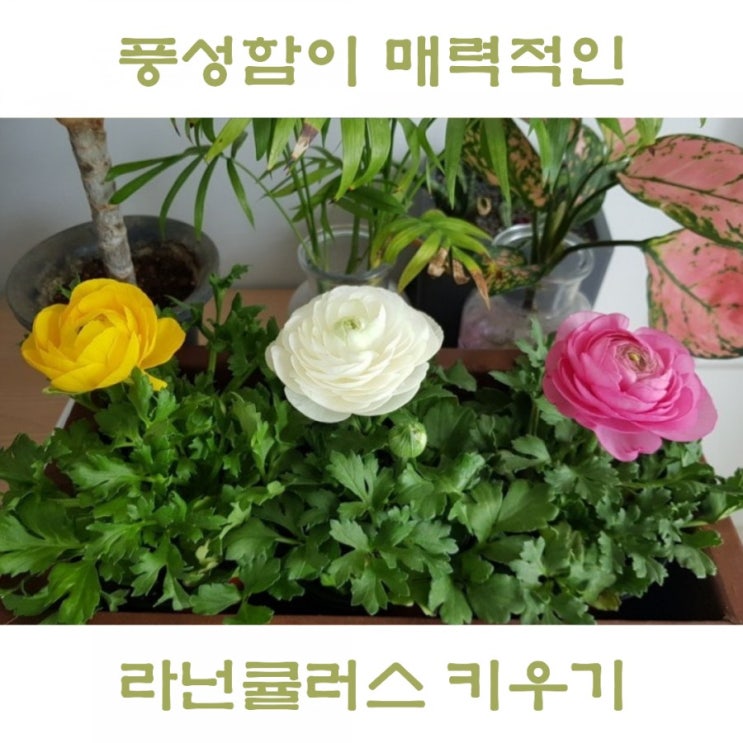  봄의여왕 라넌큘러스 키우기 매력적인 꽃말을 가진 화분