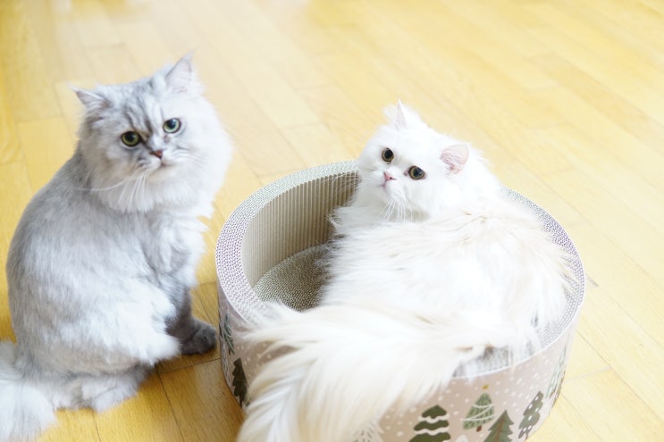  가또(GATO) 고양이 스크래처 / 고양이 숨숨집 울 애기들 호강시키기~