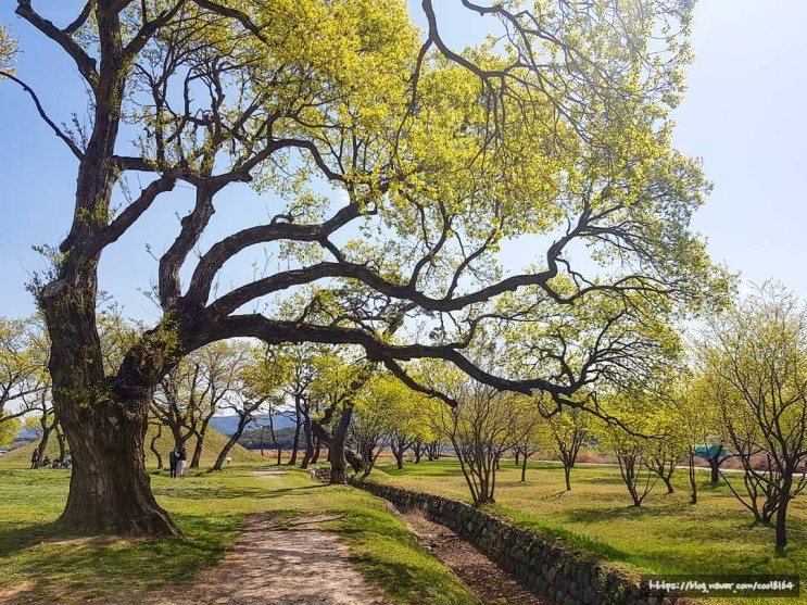 경주 가볼 만한 곳: 왕버드나무 고목이 멋진 진평왕릉, 언택트 여행지