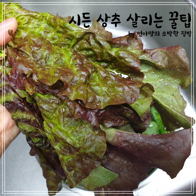  시든 상추 싱싱하게 살리는 꿀팁 기적의 50도 세척법과 보관법