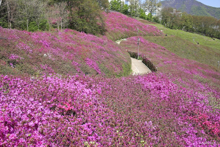 군포 철쭉동산(철쭉축제 취소, 4월 15일부터 폐쇄)