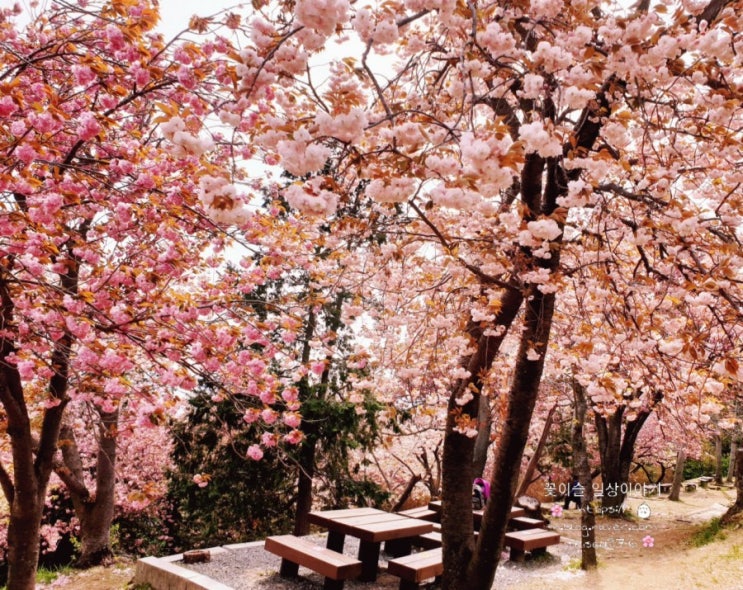 부산 민주공원 겹벚꽃 나들이.봄여행 갈만한곳 추천 (4월 14일)