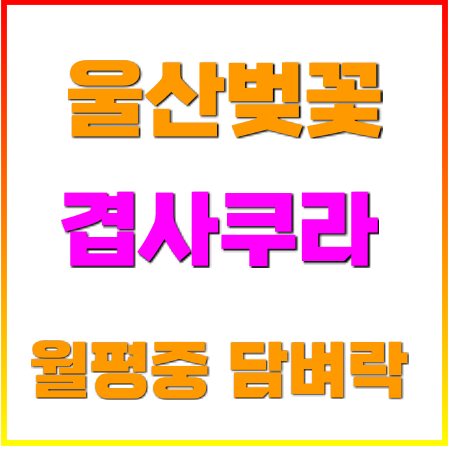  울산 벚꽃 겹사쿠라 월평중학교 담벼락 2021년 4월