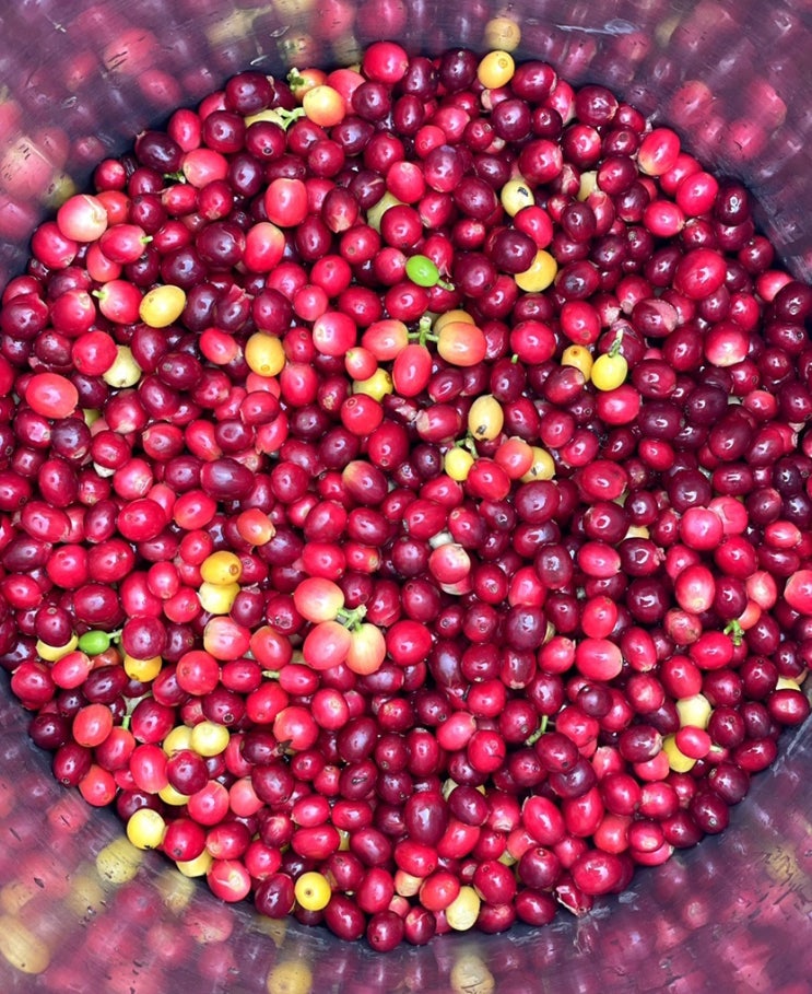 하남 미사리 커피농장 : 커피체리열매를 직접 수확하고 맛볼수 있는 곳