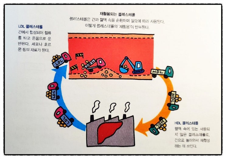  좋은 HDL 콜레스테롤과 나쁜 LDL 콜레스테롤의 의미