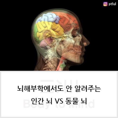 뇌해부학에서도 안 알려주는 인간 뇌 VS 동물 뇌