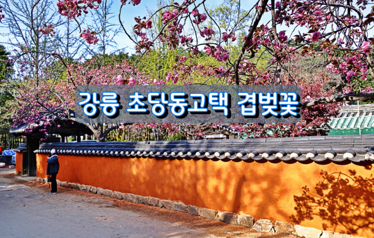 강릉 겹벚꽃이 아름다운 곳, 초당동 고택 강릉 겹벚꽃이 아름다운 곳, 초당동 고택