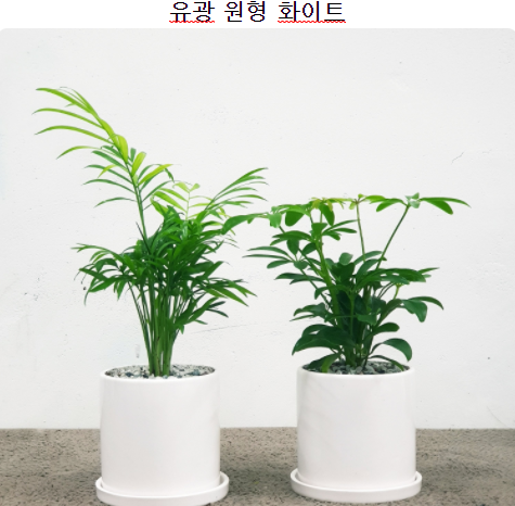  요즘 뜨는 제품 공기청정 식물 딱 좋아요~ 사람들이 극찬하는 이유? 인기순위 1~20 !!!