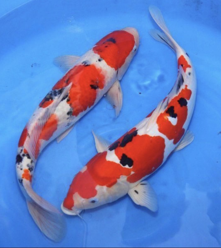  환경에 따라 크기가 달라지는 비단 잉어 코이(koi)(코이의 법칙, 한계를 정하지 않는 삶)