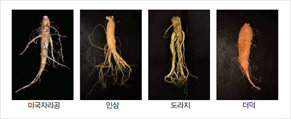  봄나물과 독초 구분 어려워 각별한 주의 필요 : 머위, 곰취, 달래 등