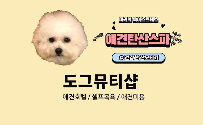 도그뮤티샵