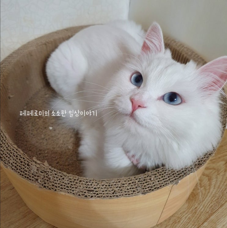  우리집 첫째 반려묘 사탕이