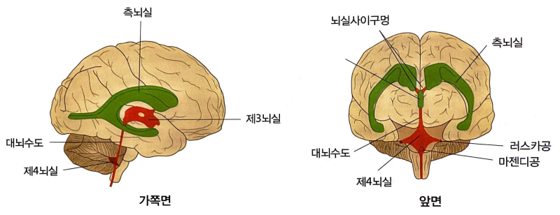 [성인간호학 : 신경계] 중추신경계 (뇌/대뇌피질/전두엽/두정엽/측두엽/후두엽/변연계/간뇌/시상/시상하부/뇌하수체/뇌간/중뇌 ...