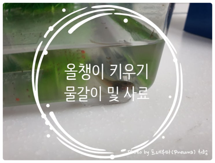 올챙이 키우기 2주차 - 물갈이 환수 및 사료 올챙이 키우기 2주차 - 물갈이 환수 및 사료