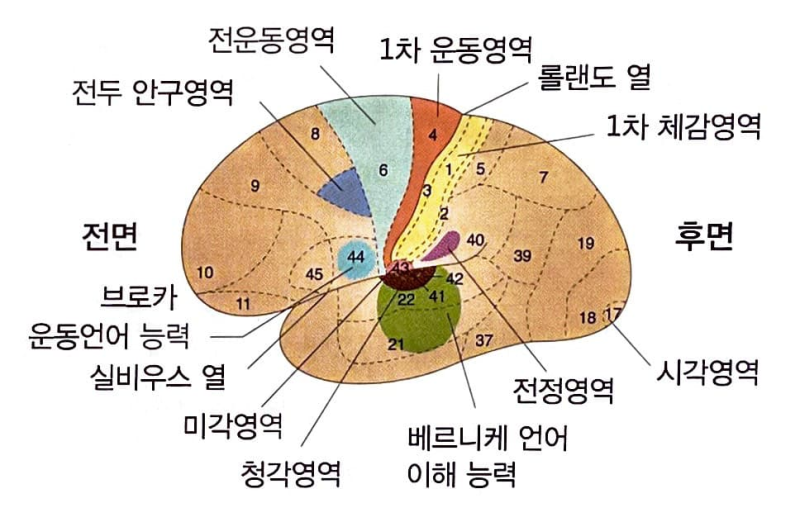 [성인간호학 : 신경계] 중추신경계 (뇌/대뇌피질/전두엽/두정엽/측두엽/후두엽/변연계/간뇌/시상/시상하부/뇌하수체/뇌간/중뇌 ...