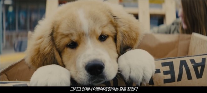  영화 안녕 베일리