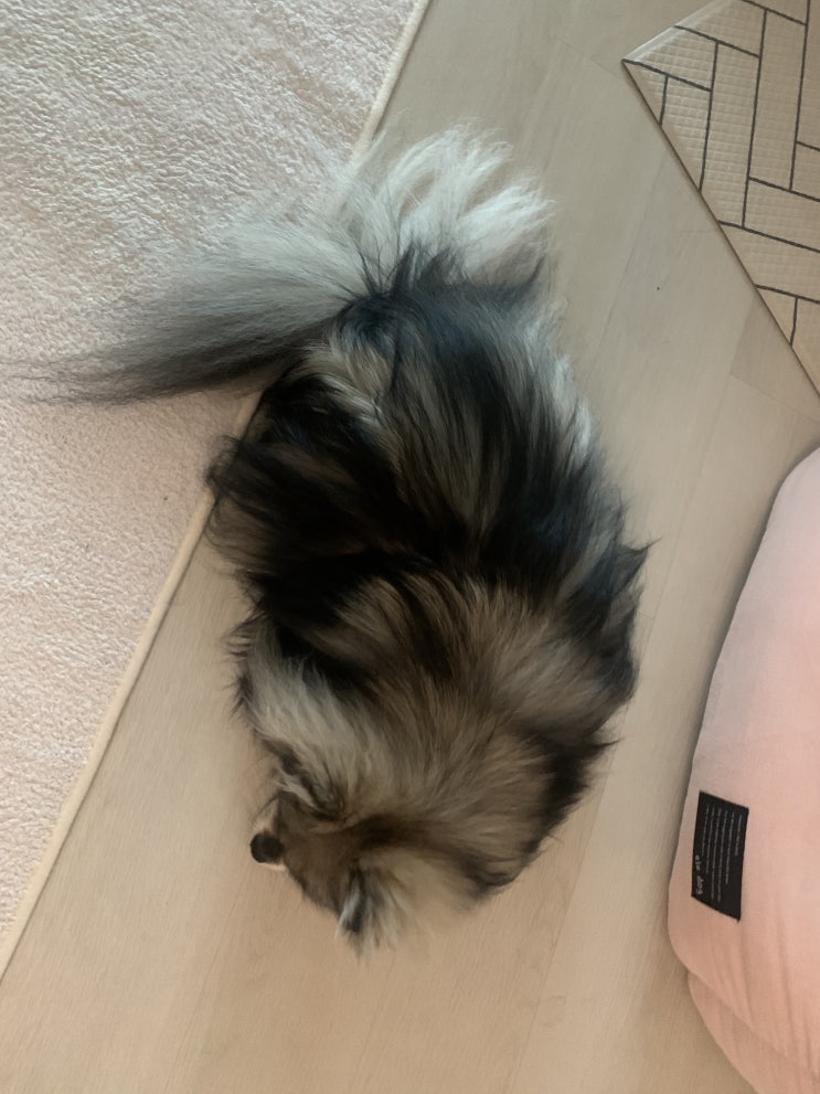  이것은 카페트인가?