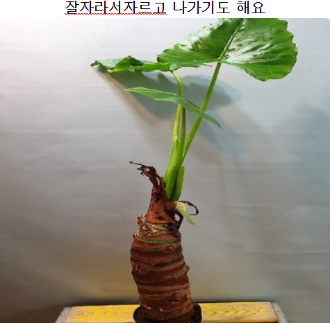  설명이 필요없는 몬스테라 노란잎 딱 좋아요~ 요즘 많이 알려진 1위~20위 지금 확인하세요~