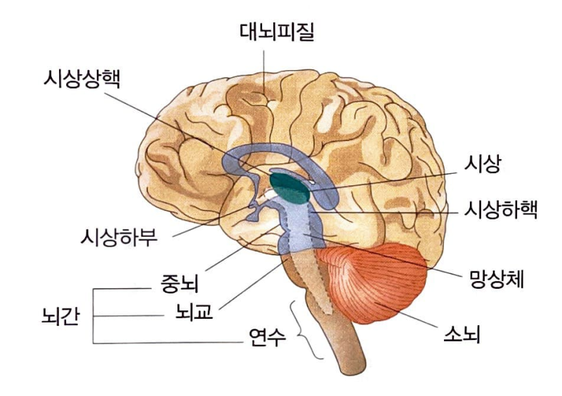 [성인간호학 : 신경계] 중추신경계 (뇌/대뇌피질/전두엽/두정엽/측두엽/후두엽/변연계/간뇌/시상/시상하부/뇌하수체/뇌간/중뇌 ...